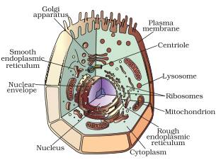 class 9 The Fundamental Unit Of Life Science ncert solutions