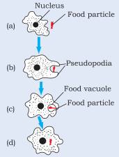 class 9 The Fundamental Unit Of Life Science ncert solutions