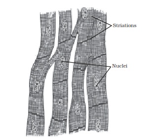 Cardiac muscle fibres