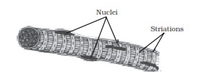 Striated muscle fibres