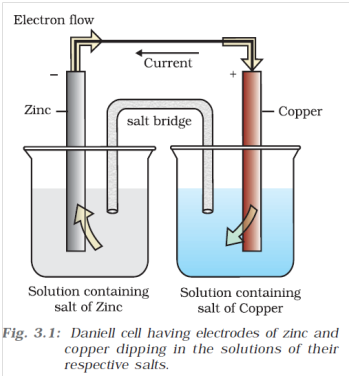 Function of Danial Cell