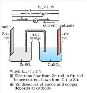 Function of Danial Cell